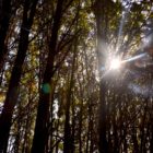Bäume mit Sonnenschein auf Wanderung Te Anau
