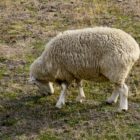 Schaf auf Biketour in Wedderburn