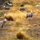 Schafe auf Biketour in Wedderburn