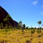 Flora Rundweg Uluru