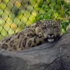 Leopard im Zoo Melbourne