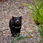 Tasmanischer Teufel im Zoo Melbourne
