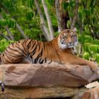 Tiger im Zoo Melbourne