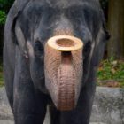 Elefant bei Show in Zoo Singapur