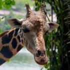 Giraffe in Zoo Singapur