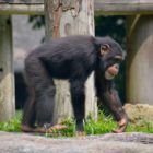 Schimpanse in Zoo Singapur