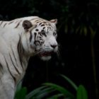 Tiger in Zoo Singapur