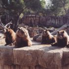 Zoo Madrid (Instagram)