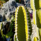 Kaktus exotischer Garten