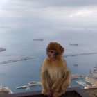 Affe auf Affenberg, Gibraltar