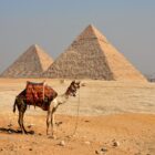 Kamel vor Pyramiden von Gizeh