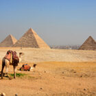 Kamel vor Pyramiden von Gizeh