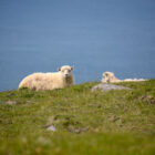 Schafe auf Wanderung nach Gásadalur