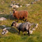 Schafe oberhalb Tórshavn