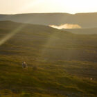 Schafe bei Sonnenuntergang