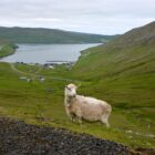 Aussicht und Schaf auf Suðuroy
