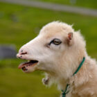 Schaf auf Suðuroy