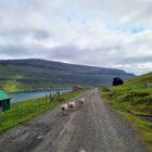 Schafe auf dem Weg nach Klaksvík