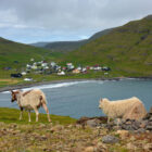 Schafe mit Sicht auf Húsavík