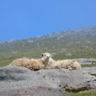 Schafe Wanderung Slaettaratindur