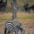 Zebra mit Baby