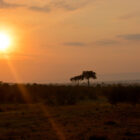 Sonnenaufgang über Masai Mara