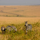 Zebras mit Strasse im Hintergrund