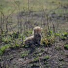 Baby-Gepard