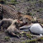 Gepard mit Jungen bei Beute