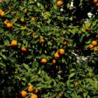 Orangenbaum in Sevilla