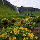 Flora beim Wasserfall Seljalandsfoss