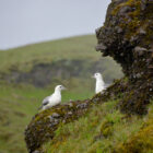 Vögel bei Wasserfall Skógafoss