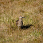 Vogel im Thingvellir Nationalpark