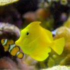 Fisch im Aquarium in Napier