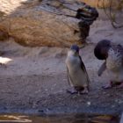 Pinguine im Aquarium in Napier