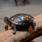 Schildkröte im Aquarium in Napier