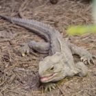 Tuatara im Aquarium in Napier