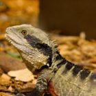 Wasser-Drache im Aquarium in Napier