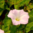 Blume am Ufer des Waikato-Rivers