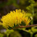 Blume in botanischem Garten