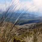 Flora Tongariro Crossing