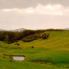 Landschaft bei Anfahrt nach Hobbiton