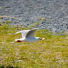 Möwe mit Brot