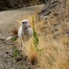 Schaf auf Biketour in Wedderburn