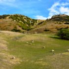 Schafweide auf Biketour in Wedderburn