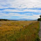 Schafweide auf Biketour in Wedderburn