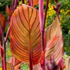 Botanischer Garten Christchurch