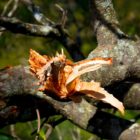 Fauna & Flora in den Blue Mountains