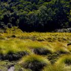 Flora Cradle Mountain