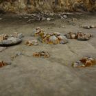 Moreaki Boulders